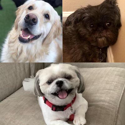 Arlo~Paxton~Lincoln🐾🐾🐾 “All his life he tried to be a good person. Many times, however, he failed. For after all, he was only human. He wasn’t a dog.”