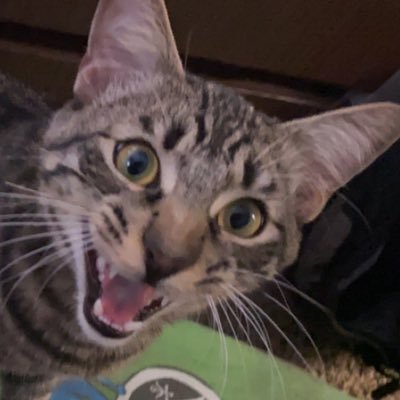 hadi_movich's profile picture. like badi movich but hadi