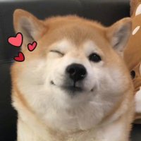 故人心南 (@pwyqkaplfbfynpe) 's Twitter Profile