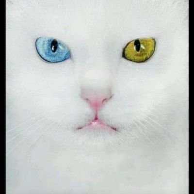 Pirozzolo Silvioさんのプロフィール画像