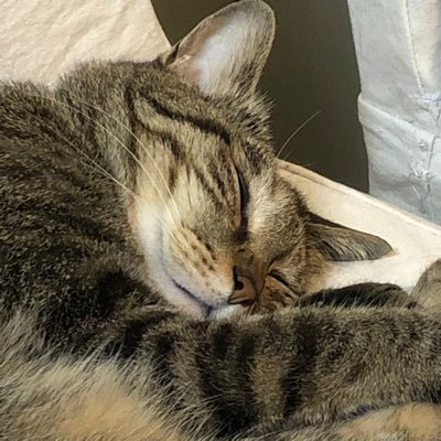 45108150yoshi's profile picture. 無言フォロー大変失礼しております🙏 超微力ながら保護猫活動のお手伝いもしています。 #動物虐待反対 #殺処分て言葉を地球から無くそう！ 中身おばちゃん（ばばあ枠w）です
