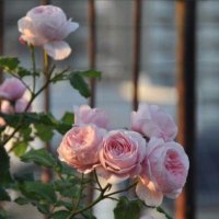 Rawabi (@rawabi3939) 's Twitter Profile