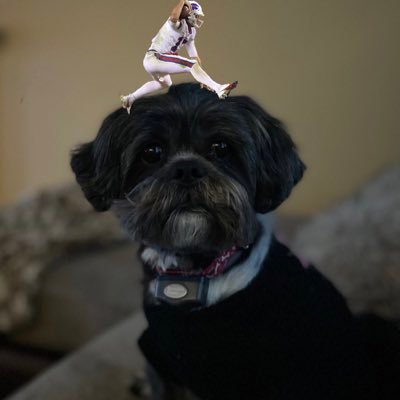 Micki_ShihTzu Profile Picture