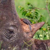 Sabine Anderson(@HelpourRhino) 's Twitter Profile Photo