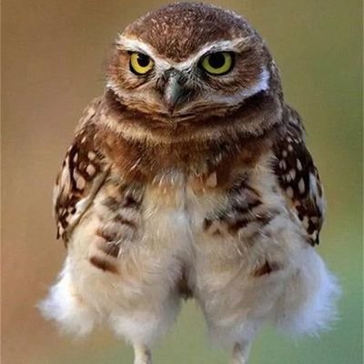 Sarniaaq's profile picture. 