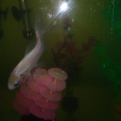 Bobkane95273732's profile picture. Sup. My name is Bob. I like to do alot of blup blip and swimming (its kinda of my thing)  any ways yall have a good day