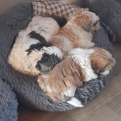 We are 2 rescue shih tzu we have been here 2 years and wes luf it we has owr house in Blackpool  wives owe own park and owr nu baby sister