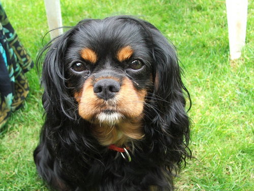 nellieblythe's profile picture. mum,writing,metaphysics, dog lover