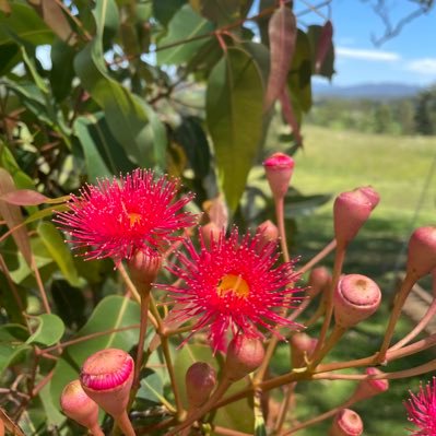 Ordinary working mother (OT is my profession). Enjoy cooking, veggie/fruit garden. profile pic my favourite red flowering gum.