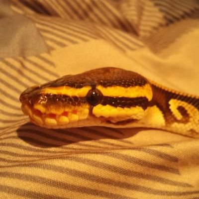 LineappJNS's profile picture. plays too much video games.