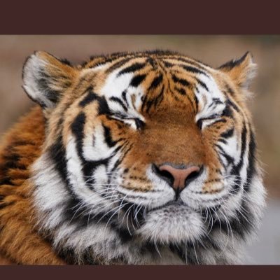 kaorin164's profile picture. 