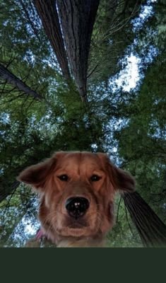 jardenesaad's profile picture. Contabilidade ☤