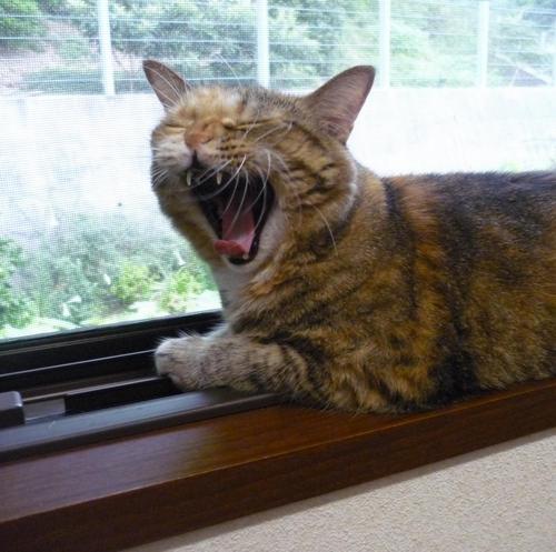 sowekapipo's profile picture. フォローよろ