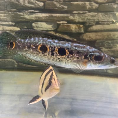 vwX5fXD6HBWiclo's profile picture. チワワ、白文鳥、熱帯魚を飼ってます。