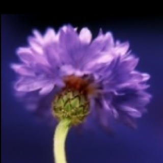 newuserqa1's profile picture. 