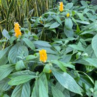 Allison Wiesel (@allisonwiesel) 's Twitter Profile Photo