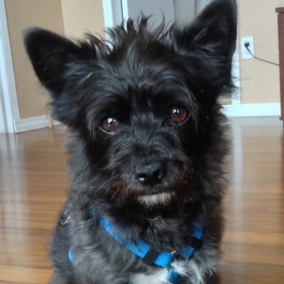 buddy_from_fogo's profile picture. 