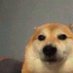 WoofWoofDOG (@skinnyyungvince) Twitter profile photo WoofWoofDOG (@skinnyyungvince) Twitter profile photo