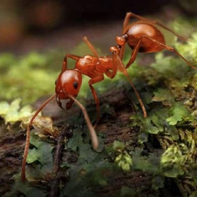 I ain't an ant,I like ant games and more