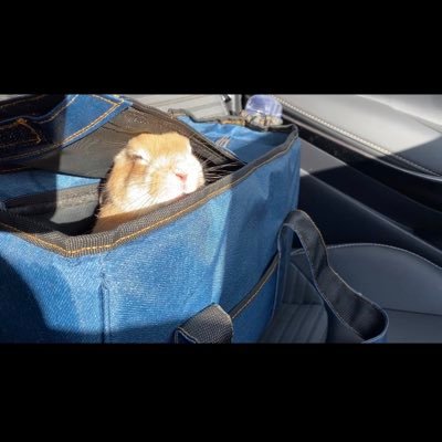 2021.11.16生まれミニうさぎのむぎです。 チャームポイントはおでこの白い毛です。YouTubeに可愛い日常をあげておりますので、是非チャンネル登録をして癒される動画をご覧ください!!