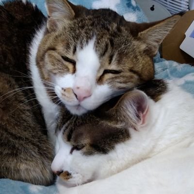 ururun6272's profile picture. 猫と植物と野鳥とウォーキングが大好き🍀😌🍀