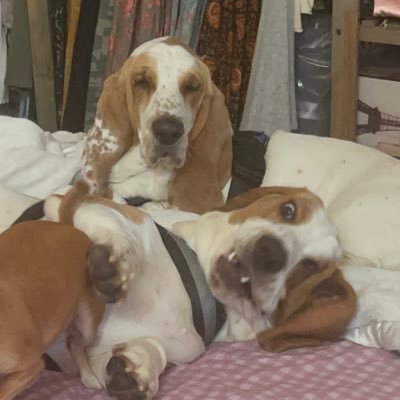 beemaof4's profile picture. Just 2 basset hounds with a big fur and 2 legged family. Proud & Feerless Private of Zombie Squad #ZSHQ