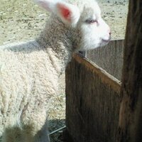 どうぶつの子 (@tukusakukengon) 's Twitter Profile