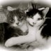 JustAJerseyGirl🌹😸 (@justajerseygir2) Twitter profile photo JustAJerseyGirl🌹😸 (@justajerseygir2) Twitter profile photo