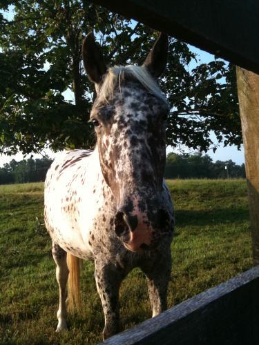 horseondabrain's profile picture. I love just about every aspect of horses. I ride every type, every style. I teach. I write. I love seeing what YOU are doing with horses. See you on the trail!