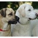 Anne Yates - @asaletanatolian - Twitter