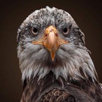 سامي القوز (@alqwzsamy) 's Twitter Profile