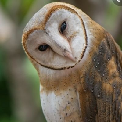 mistakapkunkap's profile picture. Detective