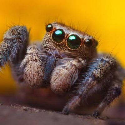 « Can’t reason with crazy » - Luz Noceada. They/Them. 💖💛💙. I like bugs and animation.
