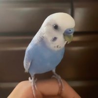 A z u (@zu__max) 's Twitter Profile