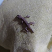 のむさん@パラス (@nomusan0312) Twitter profile photo