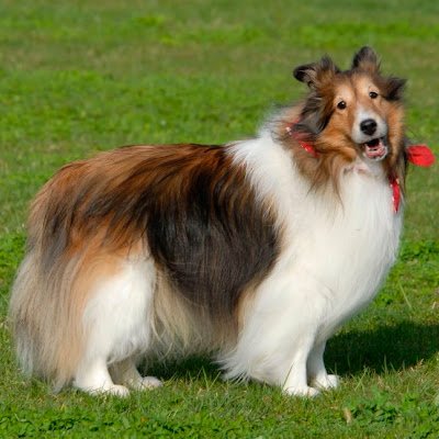 DurillH's profile picture. Line : eine_kleine_nachtmus / Discord : cad_0138