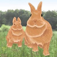 うさぎのリブちゃん🐰＆いちくん🐇(@usagi_no_rib) 's Twitter Profile Photo