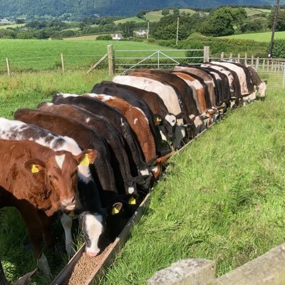 Young farmer from North Wales