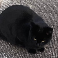 ポニー🇺🇦NO WAR (@tama199022) 's Twitter Profile