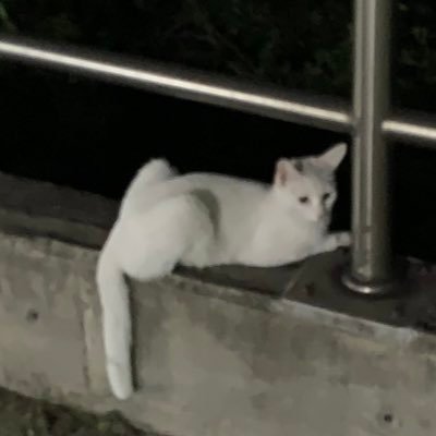 I love cat! Just take a look my special cat collections!