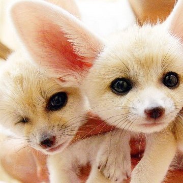 Dennis11827244's profile picture. フェネックは砂漠にすむ夜行性のキツネ。体は飼い猫よりも小さく、大きな耳ととがった顔が特徴。野生のフェネックはアフリカ北部のサハラ砂漠やモロッコ、エジプトに生息するが、近づこうとすると逃げたり隠れたりしてしまう。