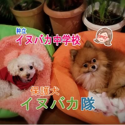 かなつ久美🐩🌰🌞さんのプロフィール画像