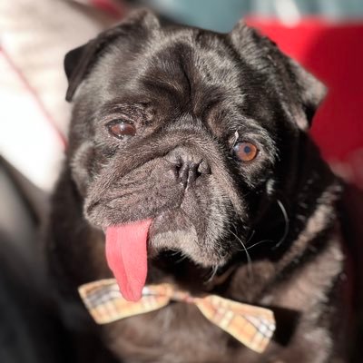 I’m a 7 year old Canadian pug who was adopted from Jordan. 📸IG:@charlestonchunk