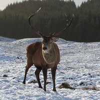 Liam Deerskull (@ldeerskull) 's Twitter Profile