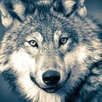 TC Oğuzhan Bekdaş (@ouzhanbekdas) 's Twitter Profile