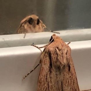 HugeDeflection's profile picture. 