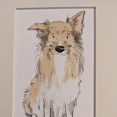 CamasTheCollie's profile picture. Camas The Collie.  I live with my family, Fiona, Martin and Leonard. Love walking, working, cheese, bacon, balls and games.