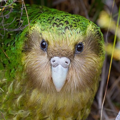 darkspadge's profile picture. Originally from Scotland. I'm a guest in Aotearoa, who works in public service. I try to do IT Security stuff. He/Him. 🏴󠁧󠁢󠁳󠁣󠁴󠁿