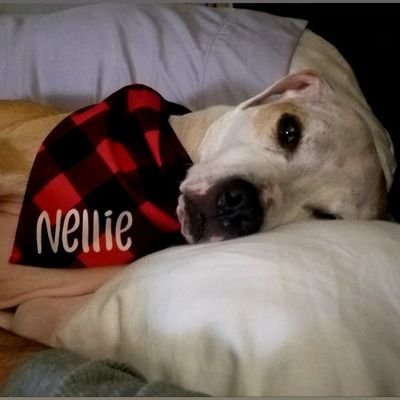 Cookies 🐕Nellie     lives in Boston from New York  
adopted all cats and dogs.  Pippa  from New Orleans