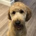 Lorna Lewis (@lornalew71) Twitter profile photo Lorna Lewis (@lornalew71) Twitter profile photo